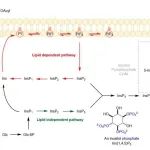 J. Am. Chem. Soc. | 用18O-H2O标记示踪磷酸肌醇