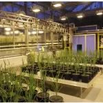 农学、园艺学、植物保护、农业资源与环境、林学、草学、植物科学等领域SCI论文润色，这家靠谱！