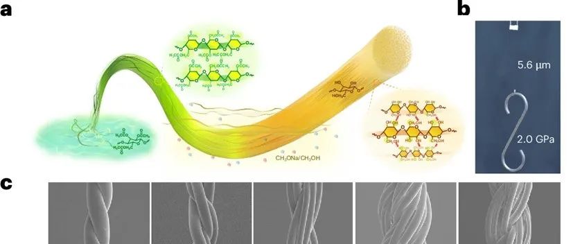 《Nat. Sustain.》：分子堆积实现高强度纤维素纤维