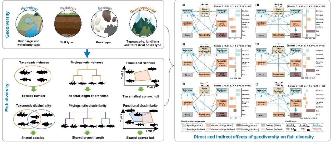 Journal of Applied Ecology| 地质多样性对澜沧江-湄公河流域鱼类多样性的影响机制
