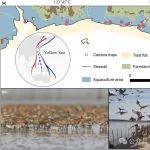 Journal of Applied Ecology| 缺少适宜的高潮休息地加剧了潮间带觅食地丧失对迁徙鸻鹬类的威胁