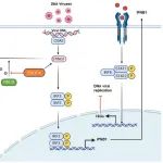 Autophagy丨山东师范大学王洪梅/何洪彬研究发现EXOC4可促进STING1介导的IFN-I信号应答