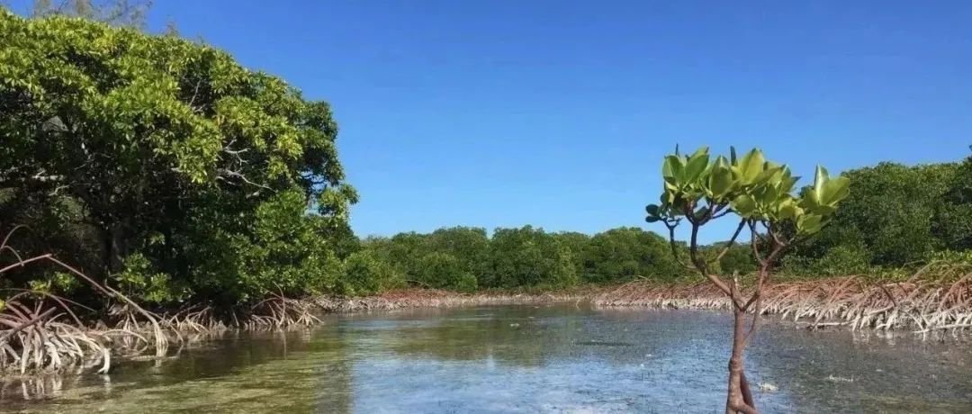 厦门大学环境与生态学院在Nature Geoscience发表最新科研进展