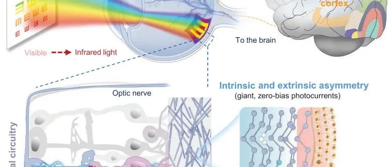 复旦大学，重磅Science，有望让盲人恢复视力