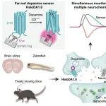李毓龙团队最新Science！开发远红光多巴胺探针，观测脑内神经递质“多色共舞”！