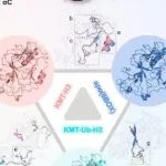 Sci Adv丨上海交通大学曲倩等研究揭示了H3K14Ub通过亲和力增强与转换率提升的协同作用实现显著激活的分子机制