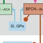 Sci Adv丨上海交通大学张思宇等研究发现支配ACA与BLA的BFCNs分属两个独立亚型：BFCN→ACA与BFCN→BLA