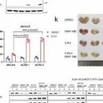 Nat Commun丨厦门大学洪雪辉等团队研究发现caspase-3切割CAD决定了化疗期间癌细胞的命运