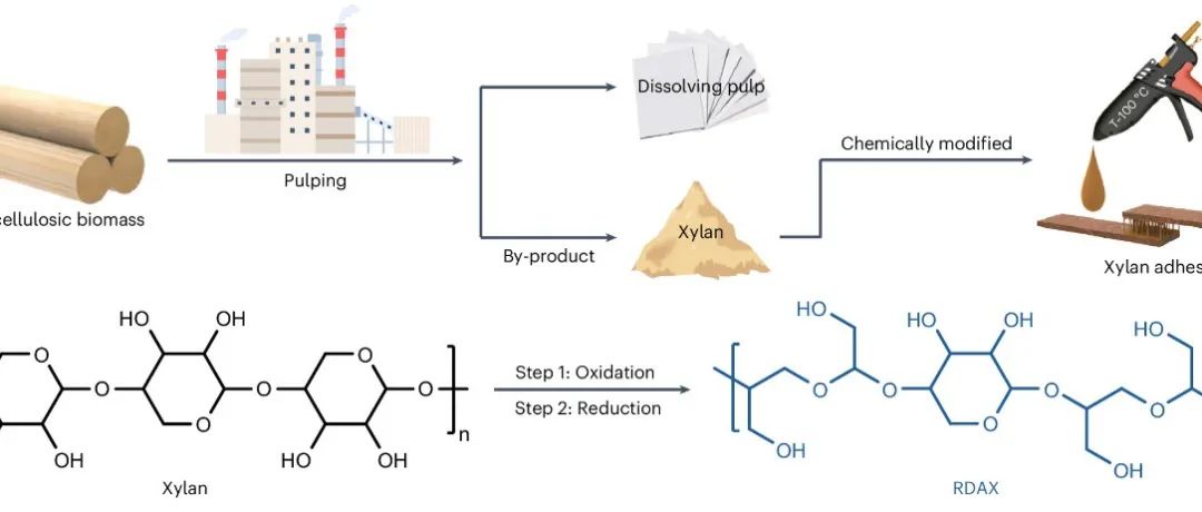 北京林业大学彭锋教授团队 Nat. Sustain.: 木聚糖类半纤维素利用新途径