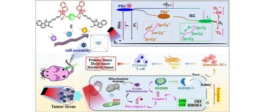 文献分享| JACS：调谐非偶联花青二聚体的激子偶联用于高效的光动力免疫治疗