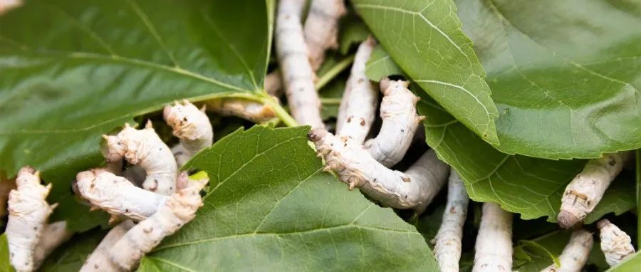 中国科学院分子植物卓越中心Science：核心生物钟基因CYCLE调控蛾类昆虫的滞育变异