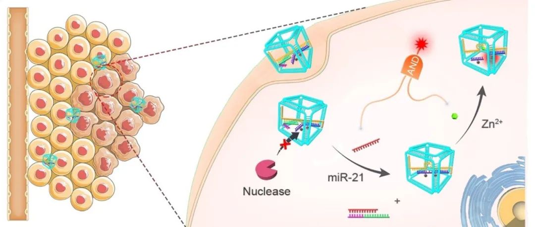 文献速递 | DNA纳米笼在生物医学领域的相关应用