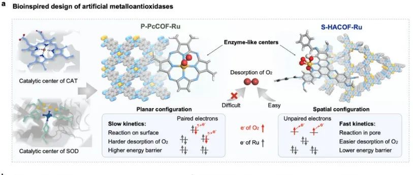JACS | 具有二配位空间构型的新型高分子人造抗氧化酶的结构设计与医学应用