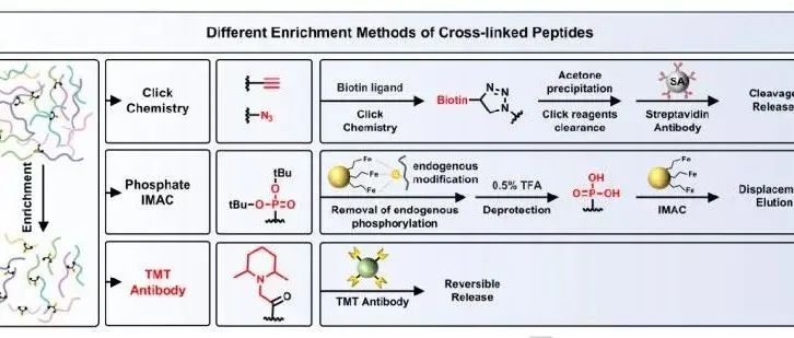 Angew. Chem. Int. Ed. | 通过二甲基哌啶交联剂DPST对体内蛋白质复合物进行一步富集和定量分析
