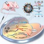 Biomaterials：双靶向CD44和αV-整合素的双金属纳米酶可通过NIR增强的铁死亡/凋亡治疗肺腺癌