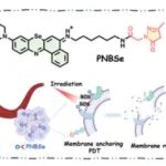 JACS：吡唑啉酮修饰的光敏剂可精准破裂细胞膜以增强癌症免疫治疗