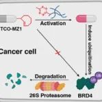 JACS：活性氧指示的超分子组装可实现胰腺癌的生物正交活化蛋白降解