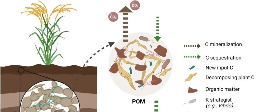 水稻秸秆碳转化丨SOIL BIOL BIOCHEM：解密POM和MAOM土壤成分中驱动秸秆分解和积累的微生物参与者