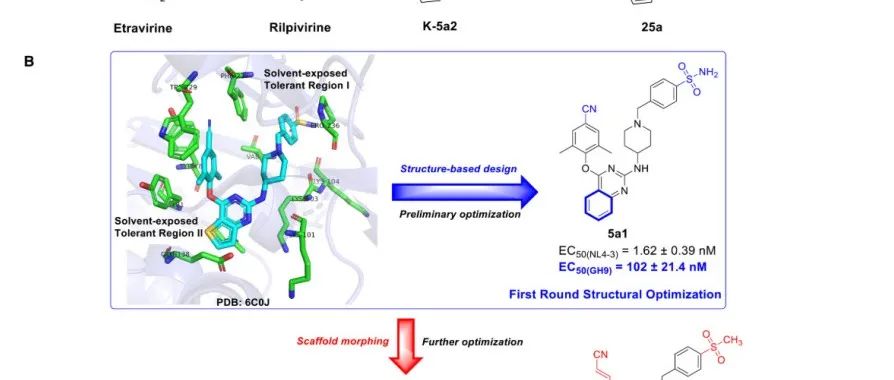 山东大学展鹏/刘新泳合作最新Science子刊