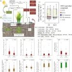 GCB| 中山大学张靖文教授团队揭示间歇灌溉下虽然土壤有机碳有所损失，但稻田净碳固存仍然较高