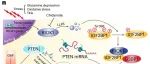 Nat Cancer | 中国科学技术大学刘连新等揭示了相分离促进肝细胞癌的分子机制