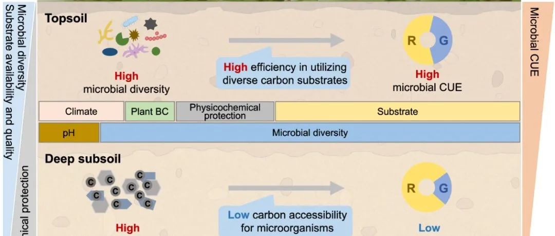 复旦大学李金全/聂明团队Nature Communications最新成果！森林不同土壤深度土壤微生物碳利用效率的模式和驱动因素