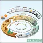 北京林业大学科研团队在Current Biology发文揭示光老化作用下真菌对森林“碳-矿物循环”的影响机制
