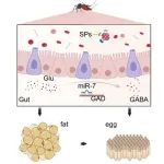 Cell Rep | 东南大学凌琳教授课题组miR-7-GAD-GABA信号轴调节中肠稳态介导中肠-脂肪体-卵巢轴的生殖级联反应