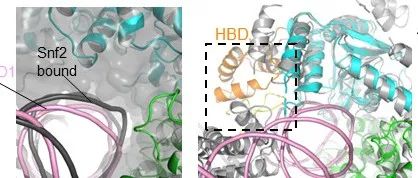 Nature | 清华大学陈柱成/郗乔然合作发现人源染色质重塑蛋白对亚核小体的偏好性