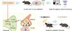 Nat Chem Biol | 中国医学科学院基础医学研究所许琪团队发现抑制PSPH可降低丝氨酸水平并减少癫痫发作