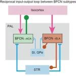 Sci Adv | 上海交通大学张思宇团队解析调控注意和情绪的基底前脑乙酰胆碱能神经元子网络远距离交互作用