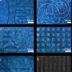 暨南大学刘贵师团队：取得一项突破性研究成果！