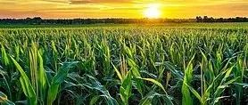 Nature | 教科书级！9500个植物基因组绘制开花植物之间的进化关系图