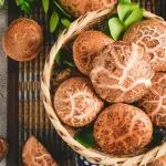 《食品科学》：河南工业大学朱俊友博士等：香菇多糖金属离子对其结构和体内抗氧化活性的影响