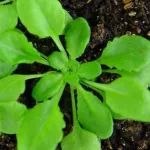 农学、园艺学、植物保护、农业资源与环境、林学、草学、植物科学等领域SCI论文润色，这家靠谱！