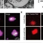 ACS Nano丨陆军军医大学曾文等团队合作研究通过递送源于间充质干细胞的线粒体实现谷胱甘肽代谢重编程以实现中风康复