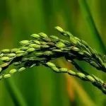 发表两篇Nature Communications，院士团队助理研究员第一作者再发《PNAS》，种子萌发的“开关”被破解