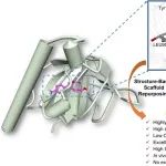 APS | 苏州大学叶娜/镇学初团队首次报道选择性sigma-1受体激动剂抗精神分裂症作用