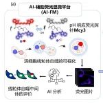 Nat Commun | 复旦大学李聪/余锦华/游艳联合团队开发神经元线粒体自噬流可视化AI模型筛选AD药物