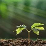 Plant Cell | 华中农业大学油菜团队揭示植物缺磷胁迫期间膜脂重塑代谢通路及其调控机制