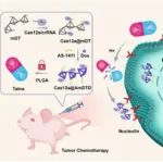 ACS Nano：多层响应型多价四面体DNA框架修饰的CRISPR-Cas12a纳米胶囊用于精准增强肿瘤化疗