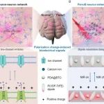 中国科学院深圳先进院杜学敏/鲁艺团队Advanced Materials：自适应生物界面的类神经铁电生物电子