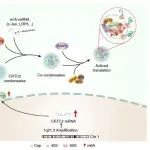 Cancer Res丨天津医科大学米泽云团队合作研究阐明CRTC2在肝癌发生和乐伐替尼耐药中的关键作用及其分子机制