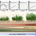 Ecological Processes | 韩兴国/姜勇团队揭示不同类型氮化合物沉降下草甸草原土壤酸性磷酸酶活性的响应机制