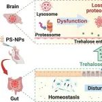 华中师范大学李睿团队ACS Nano：生命早期聚苯乙烯纳米塑料暴露经微生物-肠-脑轴诱导神经毒性，海藻糖或能改善？