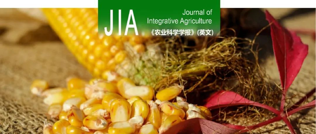 JIA｜东北农业大学玉米遗传育种团队GWAS分析挖掘玉米密度耐受性（穗叶结构）相关的候选基因