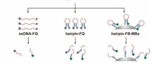 Chem. Sci ¦通过调控CRISPR/Cas12a在发卡DNA-磁珠纳米结构上的反式切割活性实现多路传感