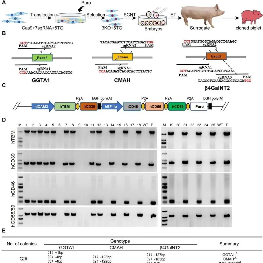 Cell Prolif | 云南农业大学魏红江团队基因编辑猪助力异种移植突破