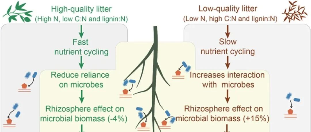 土壤有机碳稳定丨SOIL BIOL BIOCHEM：根际-凋落物际的相互作用稳定土壤碳取决于植物凋落物的特性