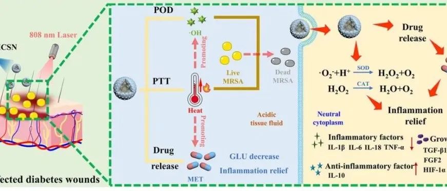 【ACS Nano】具有不饱和配位结构的高效生物相容性铜基单原子纳米催化剂用于糖尿病伤口的高效愈合